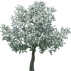 Apple Blossom Tree - Apple Blossom Tree Png