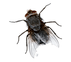 Flies Transparent Background - Free PNG