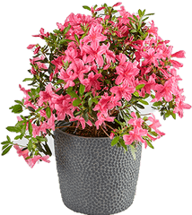 Azalea Plants - Flowerpot Png