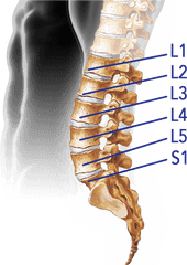 Download Spine - Lumbar Vertebral Column Png Image With No Vertebra Lumbar Png