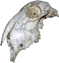 Animal Skull - Animal Skull Png