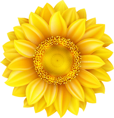 Download Transparent Background Sunflower Png Image With - Clipart Transparent Background Sunflower