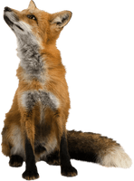 Fox Png Image Download Picture