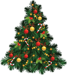 Fir Tree Christmas Transparent Png - Stickpng Christmas Tree Images Png