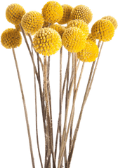 Download Fotki Fall Flowers Dried Yellow - Dried Flower Png Transparent