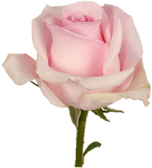 Single Pink Rose - Single One Pink Rose Png