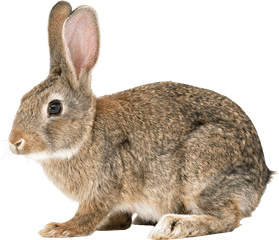 Png Transparent Rabbit - Wild Rabbit Png