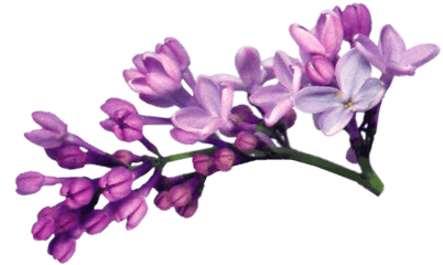 Download Lilac Png File - Transparent Lilac Flower Png