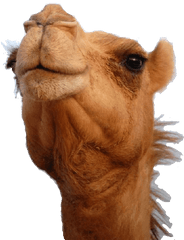 Camel Head Transparent Png - Stickpng