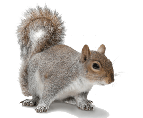 Squirrel - Squirrel Transparent Png