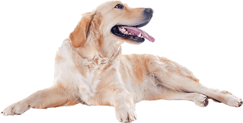 Golden Retriever Dog No Background Png - Dog No Background Png