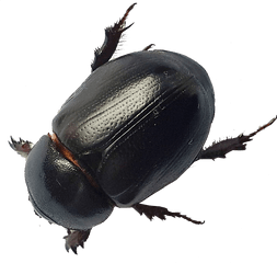 Transparent Black - Big Black Flying Beetle Png