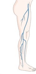 Deep Venous System - Illustration Png