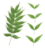 Green Leaves Transparent - Free PNG