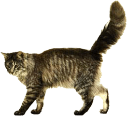 Kitten Png - Transparent Background Cat Walking Png