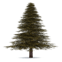 Fir-Tree Transparent - Free PNG