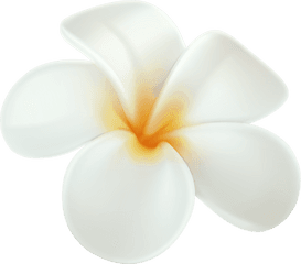 Plumeria Png Clip Art - Plumeria Clipart Png