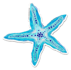 Sea Star Sticker - Sea Star Png Stiker