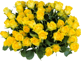 Bunch Of Yellow Roses Transparent Png - Yellow Rose Flower Png