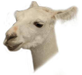 Animal Head Png 5 Image - Llama Transparent