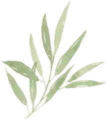 Watercolor Leaf Branch 01 - Watercolor Leaves Png Transparent Olive Leaf Png