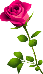 Flower Stem Png Picture - Pink Rose Clipart Transparent Background