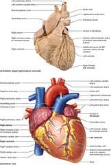 Heart Organ Png - Structure Of The Heart Inside The Human