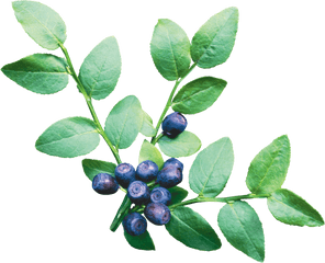 Blueberry Png Image - Purepng Free Transparent Cc0 Png Blueberry Bush Transparent Background