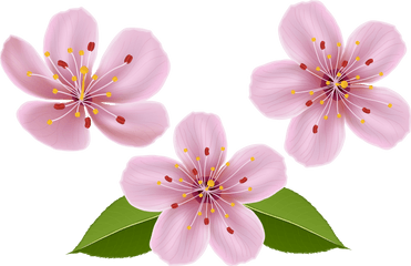 Library Of Spring Flower Png Transparent Files - Transparent Background Flower Clipart Transparent