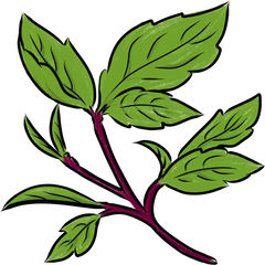 Thai Basil Transparent Png Image - Clip Art