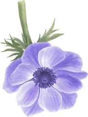 Anemone Flower - Artificial Flower Png