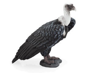 Wildlife - Mojo Fun Griffon Vulture Png