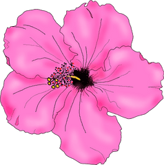 Flowers For Simple Hibiscus Flower Drawing - Pink Hibiscus Cool Drawing Hibiscus Flower Png