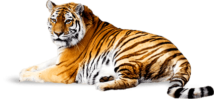 Tiger Png Image Download Tigers