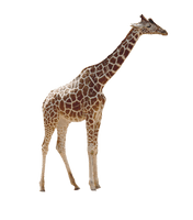 Giraffe African HQ Image Free - Free PNG