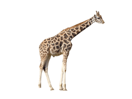 Photos Giraffe African Download Free Image - Free PNG