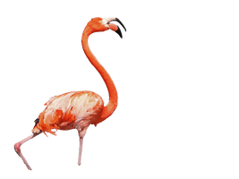 Vector Tropical Flamingo Bird Free Download Image - Free PNG