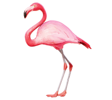 Vector Flamingo Bird Free Clipart HQ - Free PNG