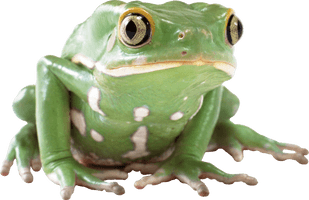 Picture Amphibian Frog PNG Image High Quality