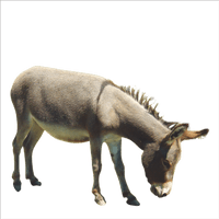 Picture Donkey Animal Free Transparent Image HQ - Free PNG