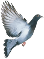 Photos Peace Pigeon Free HD Image - Free PNG