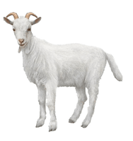 White Goat PNG Download Free