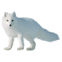 White Fox Arctic Free Download Image - Free PNG