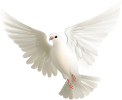 Picture White Flying Pigeon Free Transparent Image HQ - Free PNG