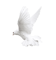 Photos White Flying Pigeon PNG File HD