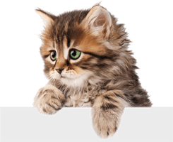 Kitten Download HQ - Free PNG