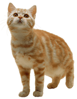 Kitten Free Photo - Free PNG