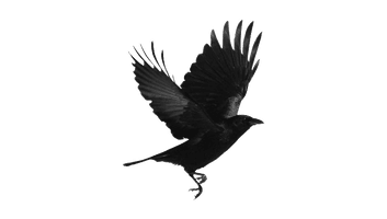 Bird Raven Free Photo - Free PNG
