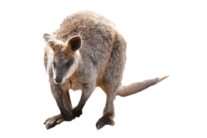 Wallaby Kangaroo PNG Download Free
