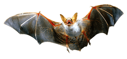 Bat Flying Free HD Image - Free PNG